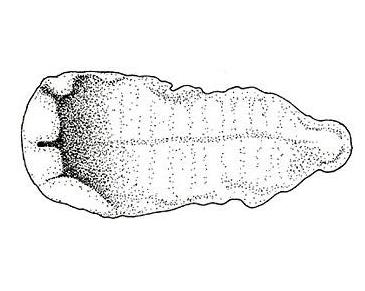 Представитель Семейства Planktonemertidae